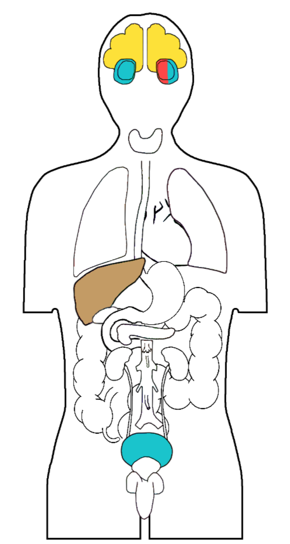 Interaktive Diagnoseübersicht in Homunculus